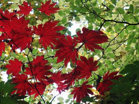 補色」のイラスト素材・ベクター画像 - イメージマートimagemart