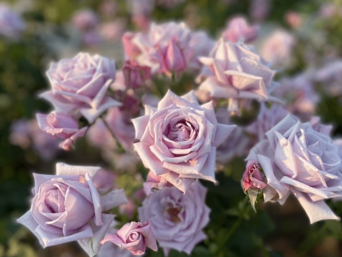 おしゃれ アイコン 大人 無料TikTok