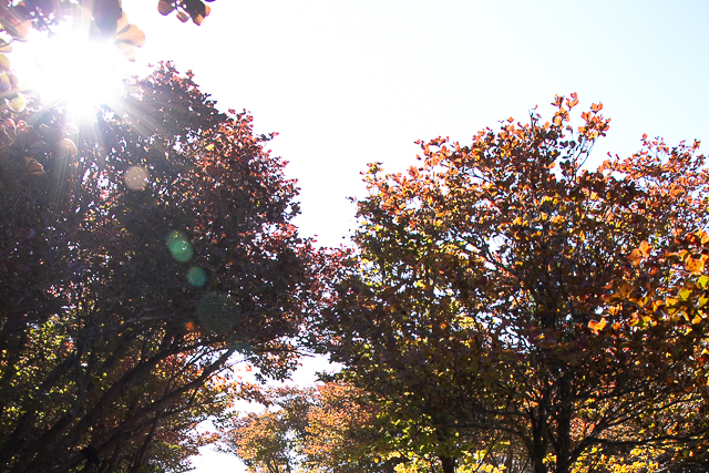 フレア ゴーストをうまく取り入れて表現の幅を広げよう』フィルムカメラの魅力 国分真央ShaSha