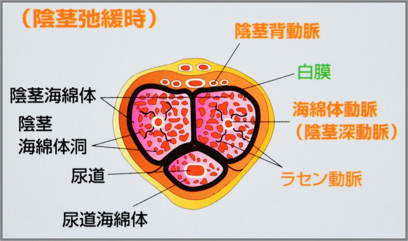 巨根の基準は15センチ以上？その根拠をセフレに聞いてみた結果ｗｗｗ - ナンパ師テツのヤリチン日記