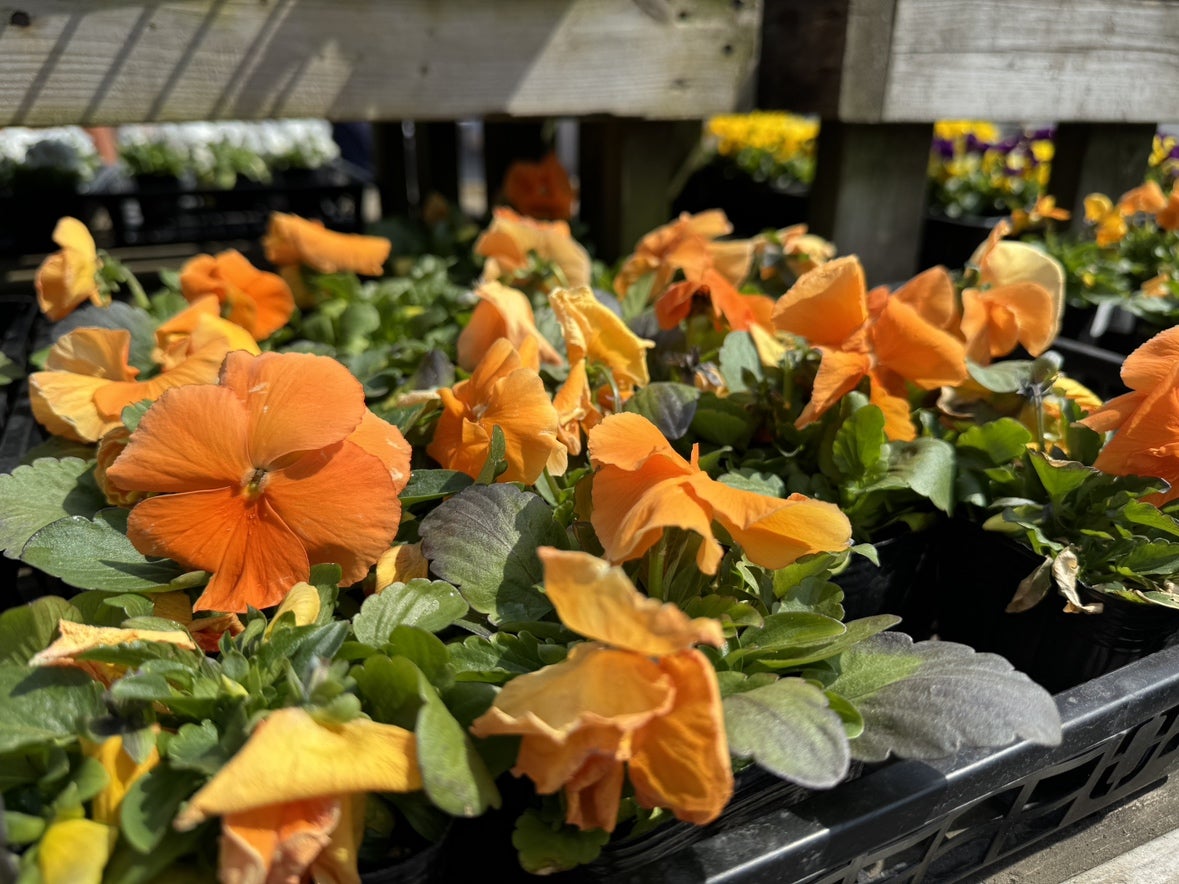 パンジー＆ビオラで元気になる！～好評発売中『趣味の園芸』10月号の大特集-みんなの趣味の園芸