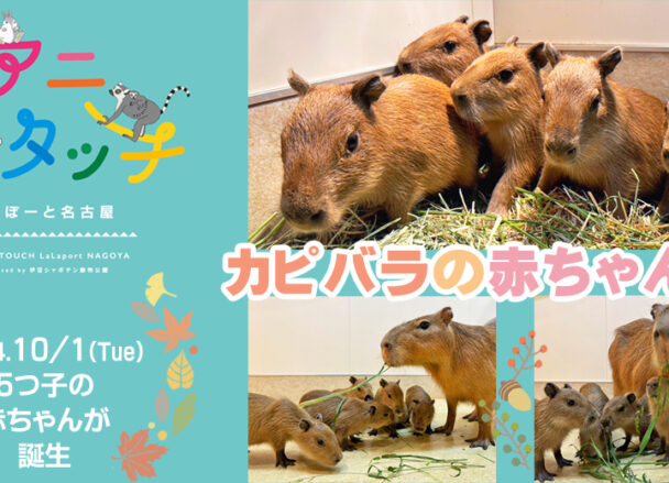 公式】アニタッチ ららぽーと名古屋みなとアクルス | 屋内型ふれあい動物園