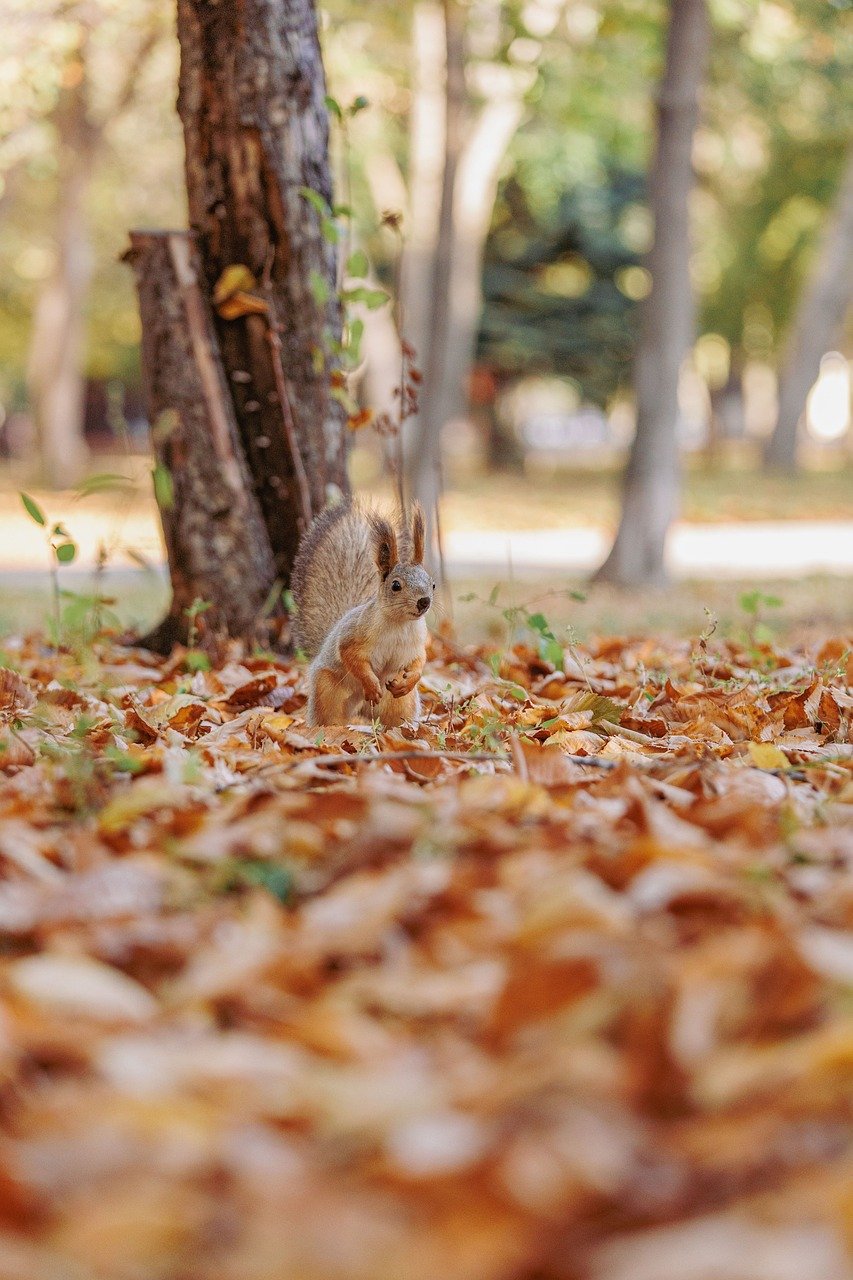 ロイヤリティフリーとは？商用フリー素材を扱う際に注意するポイント