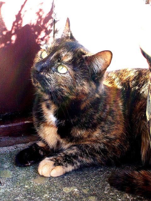 べっ甲ヘアクリップ