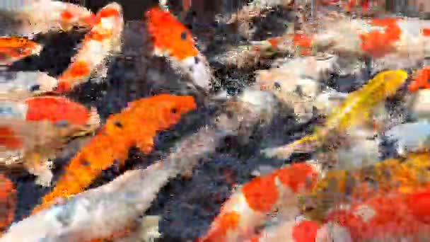 金魚, 魚, 水族館, ガラス, ビンテージ, 自然