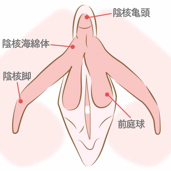 クリトリスとは？機能や役割、語源をわかりやすくまとめました | 腟ペディア（チツペディア）