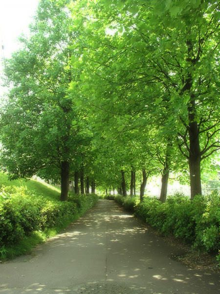 森の道の無料写真素材 フリ