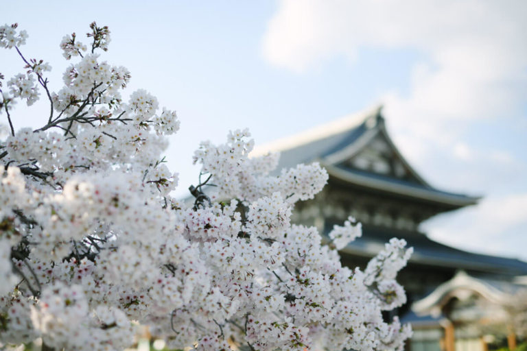 名古屋東別院の桜も見事に満開に 4月1日にお花見に -