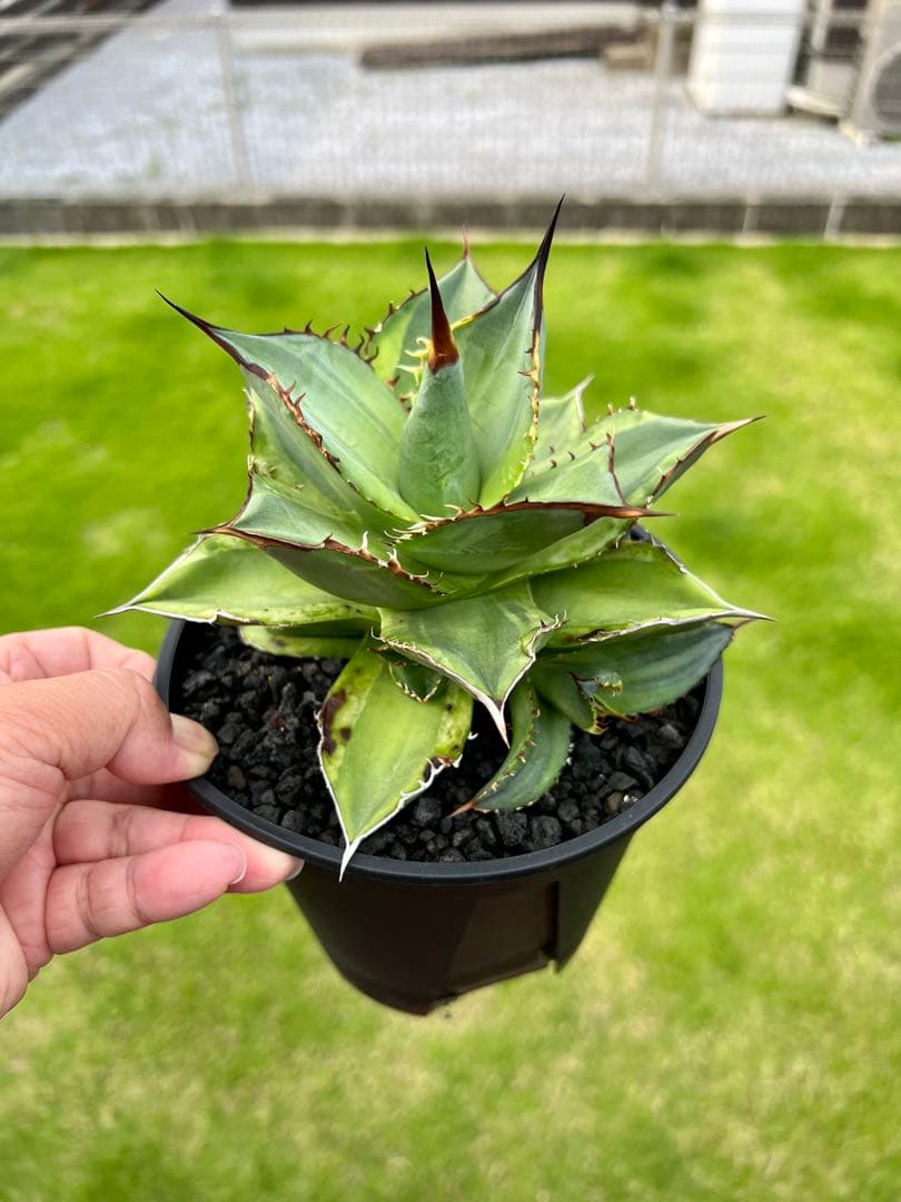 アガベ チタノタ スペード 黒桃