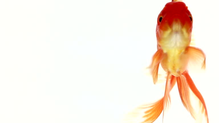 カラフルなコイ魚,またはニシキゴイ,またはアムールカープの大規模なグループは,水流で積極的に遊んで,彼らに投げられた食品クロムの滴を追求しています801776978