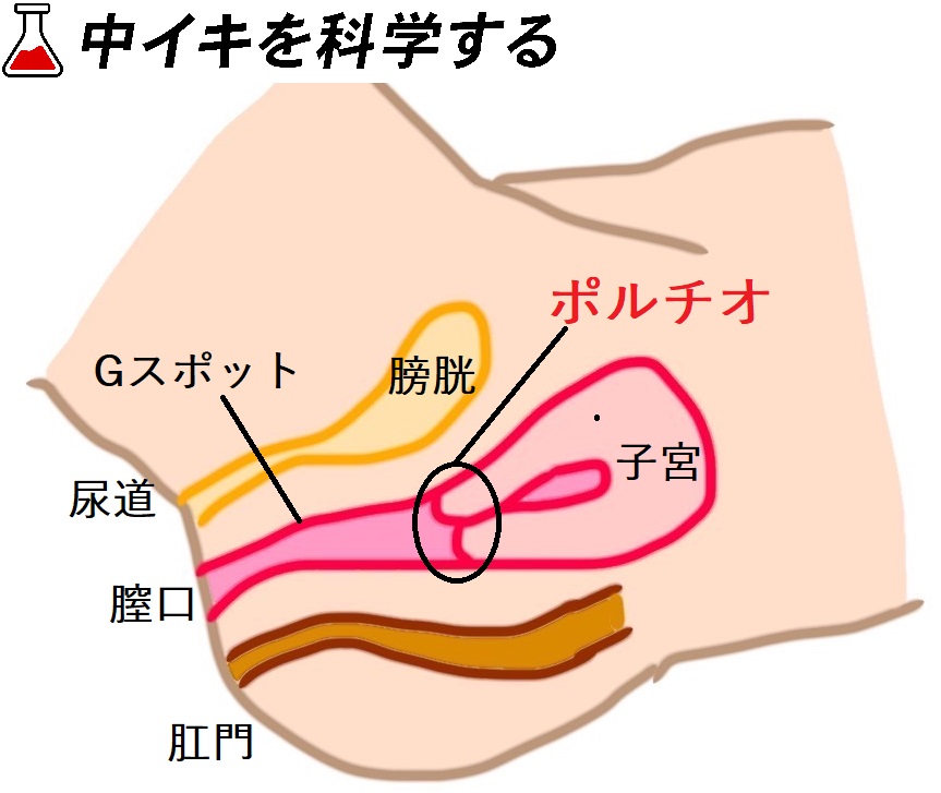 Aile レッド 中イキ ピストンバイブ gスポット開発用