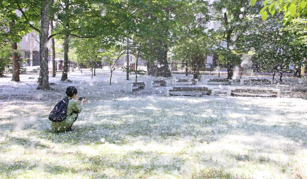 ポプラ並木に狙いをきめて・・・パシャリッ！! | 幕別町百年記念ホール