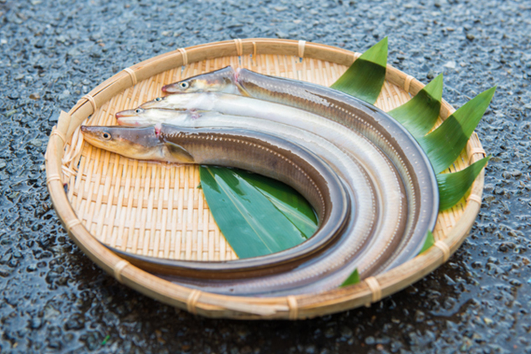 生きたアナゴが顔を出す「恵方巻水槽」、シーパラで人気 : 読売新聞