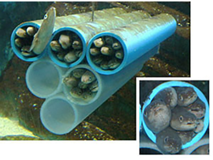日本沿岸を徘徊する韓国アナゴ筒漁船：新潟漁業調整事務所