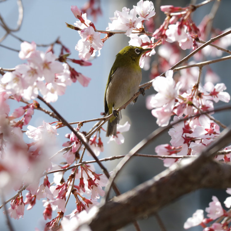 ブログ）2022.4.1 東別院の桜を撮りに行きました - ホワイトパパ６０