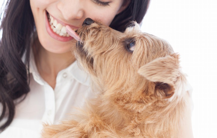 ファルミナペットフーズ・ジャパン株式会社 - 犬の行動を読み解く： 犬があなたの顔をなめる理由- ジーニアスの豆知識【ファルミナペットフーズ】