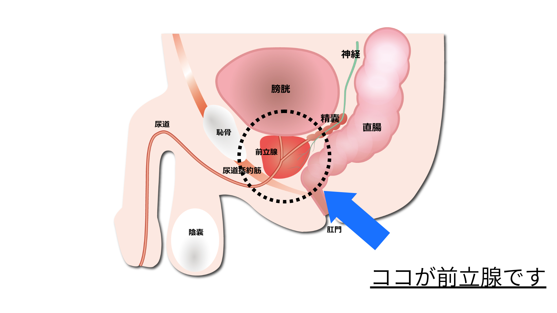 精液からの個人識別 ｜法科学鑑定研究所