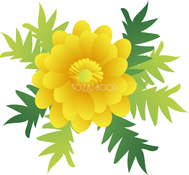 秋の七草 花 植物のイラスト - イラストレーターズ通信