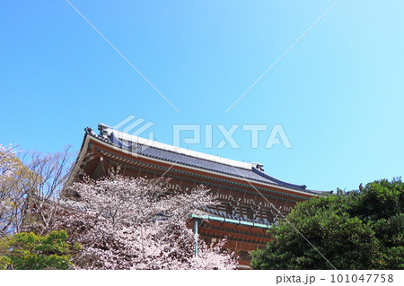 桜ドライブ…東別院（真宗大谷派名古屋別院） | 風待ち草2