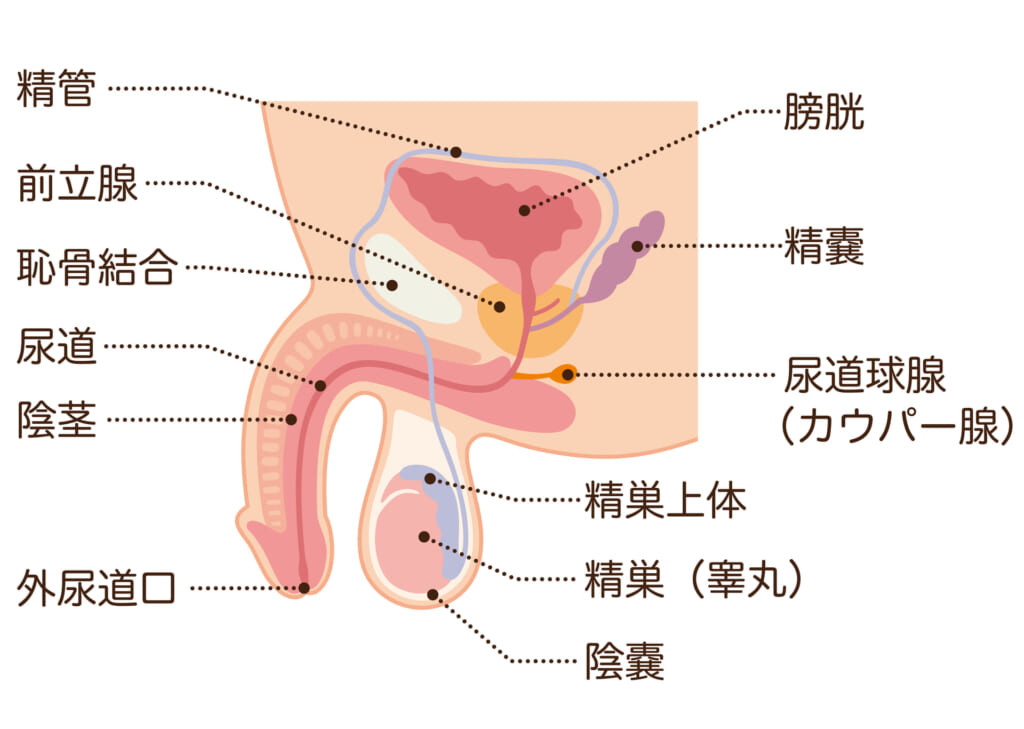 お知らせ】 この度、私、ジャップカサイという睾丸マッサージの資格を取得しました👏👏 来年からは【女装睾丸師】として活動していきたいと思います🤣 