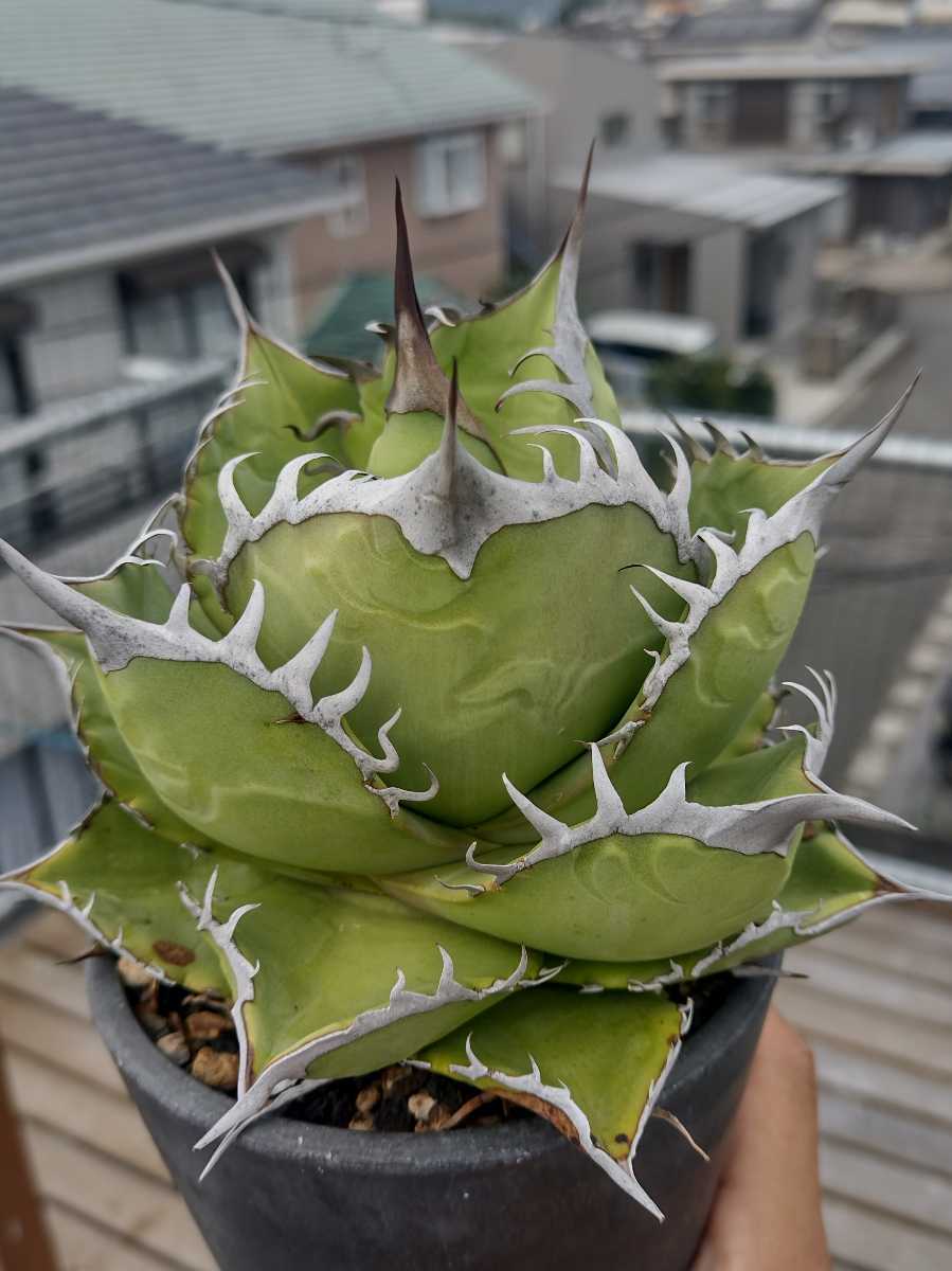 山形ではなんと「黒桃」卓球王国BLOG奇天烈逆も～ブログ伊藤条太