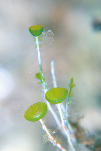 ADERIA 食器 ガラス食器 パフェグラス アイスクリームグラス デザートカップ 小鉢 ボウル AX 底丸高台デザートグラス 210ml クリアおしゃれ : Primitive陶舎花花 Yahoo!店 - 通販 - Yahoo!ショッピング アデリア ガラス 小鉢 クリア 水月クリーム 6客入日本製アイス