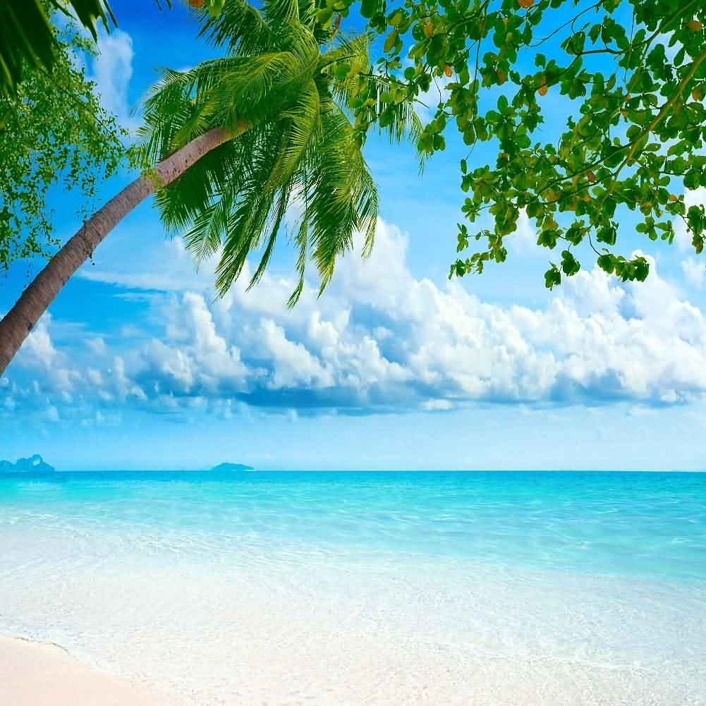 デザインNo.4-2 卒業式向けフォトスポット背景幕 さくら満載デザイン 印刷製作代 3×4タイプ用※本体別途防炎トロマット 2枚つなぎサイドカバー有り 幕単品購入用 - スタンド看板通販のサインモール