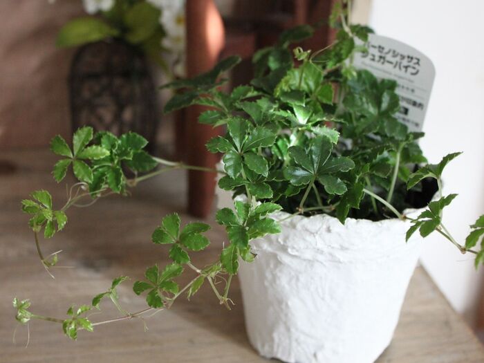 530 リメイク缶☆デコパージュ植木鉢 大きめ底穴あり 鉢底ネット 23 件の「