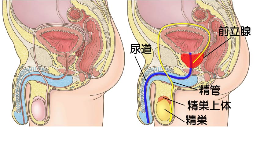 性知識イミダス：オトナも知ろう！ 思春期男子が学ぶべき「射精道」とは | 連載コラム |