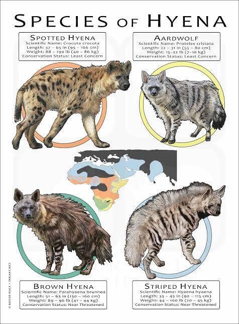 動物園のBL事件簿! ブチハイエナのメスに立派な“ペニス”があった!?（よみタイ）