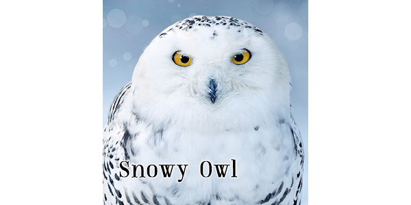 フクロウ 動物 Uiアプリのアイコン 丸いアイコンイラスト画像とPNGフリー素材透過の無料ダウンロード - Pngtree