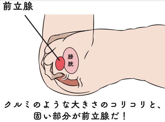 前立腺を調教してもらえる音声作品まとめ - DLチャンネル みんなで作る二次元情報サイト！