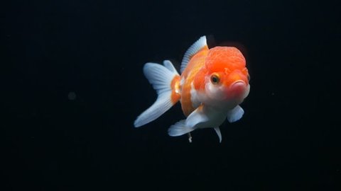 黒を背景に隔離された金魚 159167852