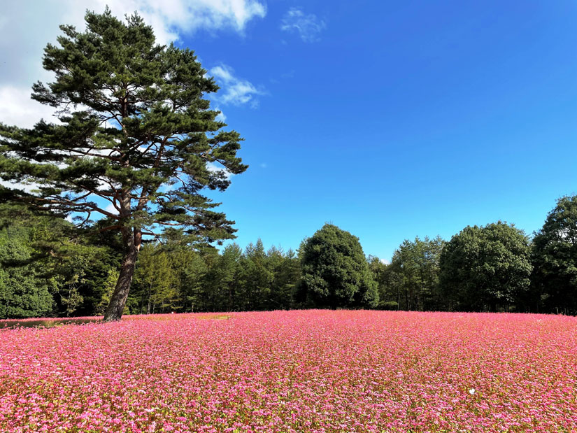 ◇少女漫画完結セット◇春待つ僕ら あなしん 高嶺の花