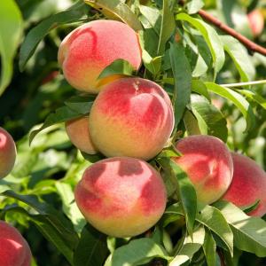 名家专栏 方英文：桃花泪