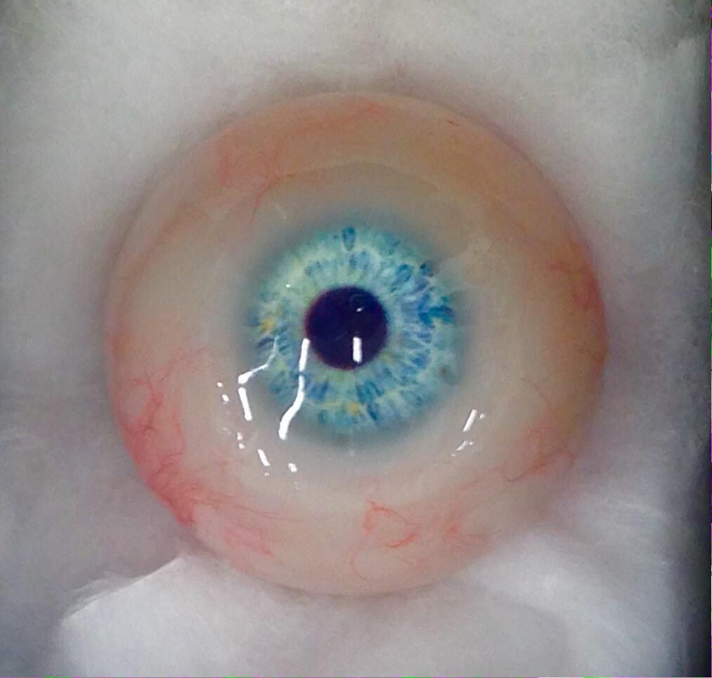 ３D素材 リアル目玉モデル - ショップByNEET - BOOTH