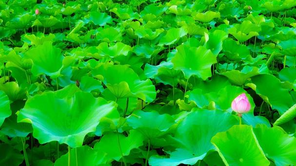 補色のイラスト素材 - PIXTA