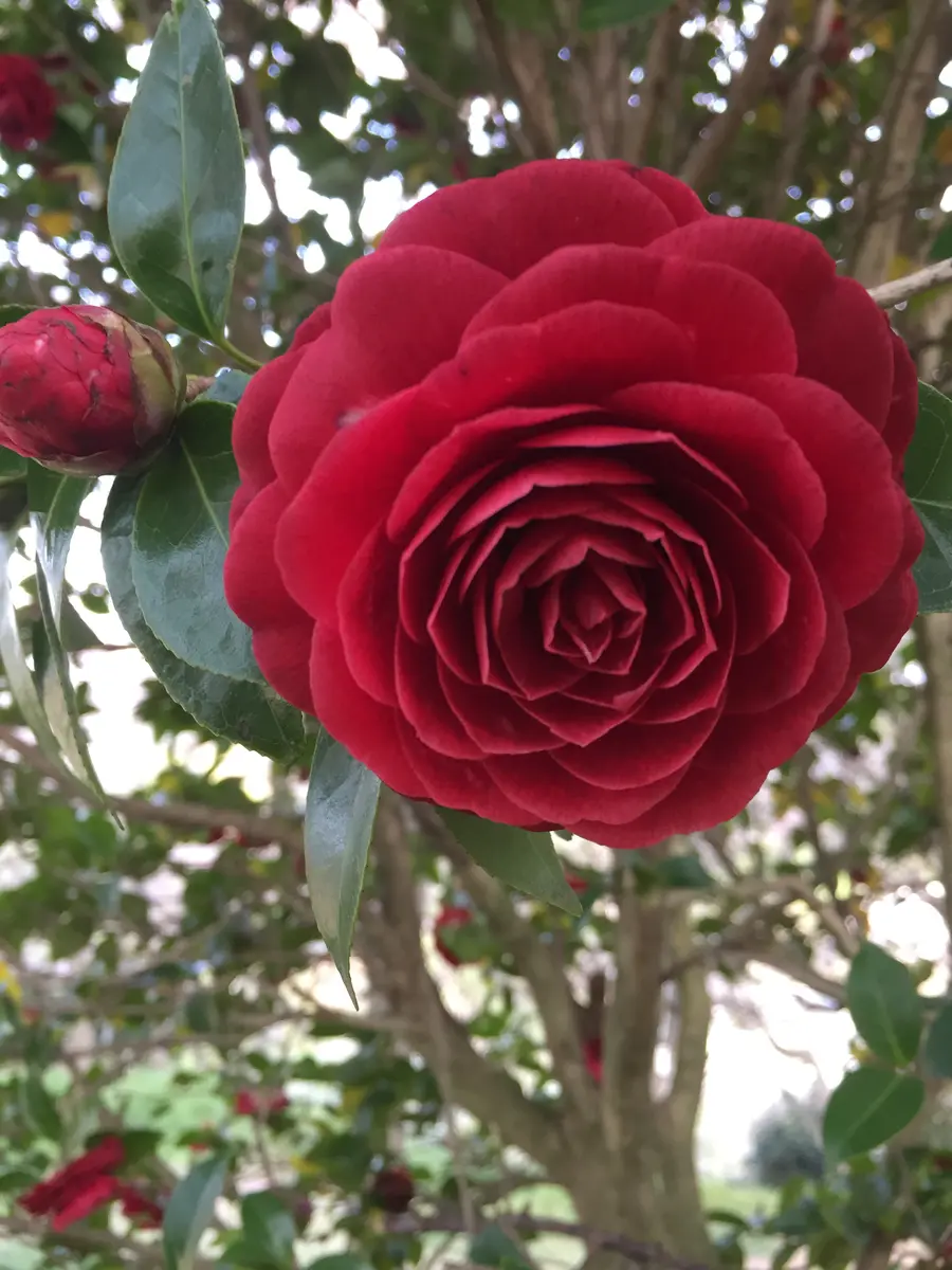 ツボの「崑崙 こんろん 」イラスト - No: 24463490無料イラスト・フリー素材なら「イラストAC」