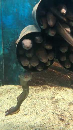 魚突き漁の話Ottie Yuichiro