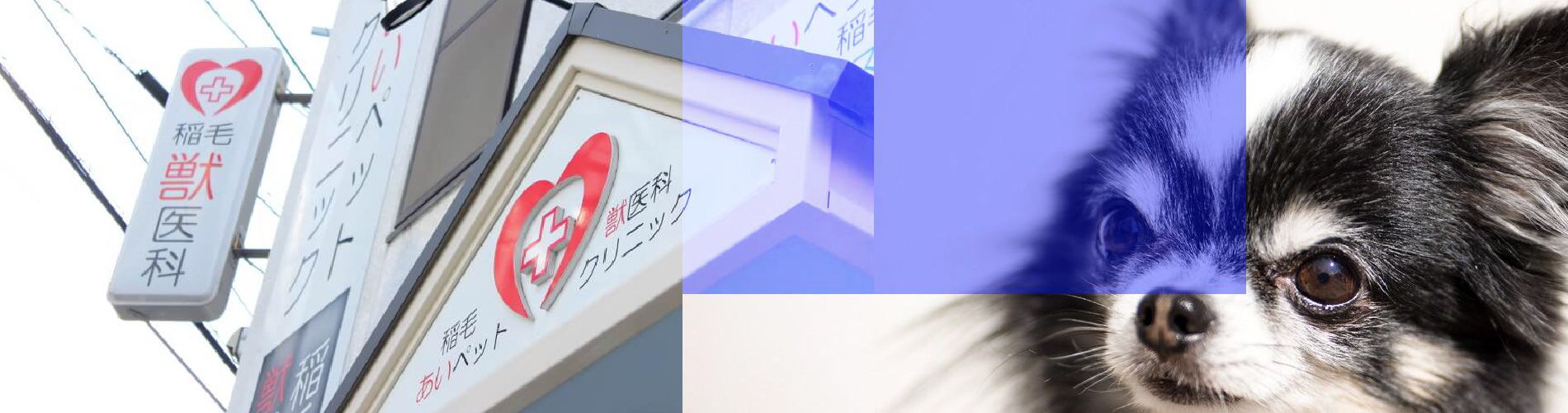 会社概要アイペット損害保険株式会社 採用情報