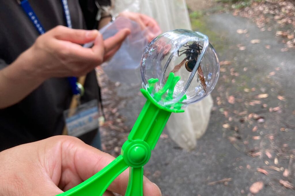 100均の『バグキャッチャー』が小さな虫を触らず捕まえるハサミ型の玩具！買てみた