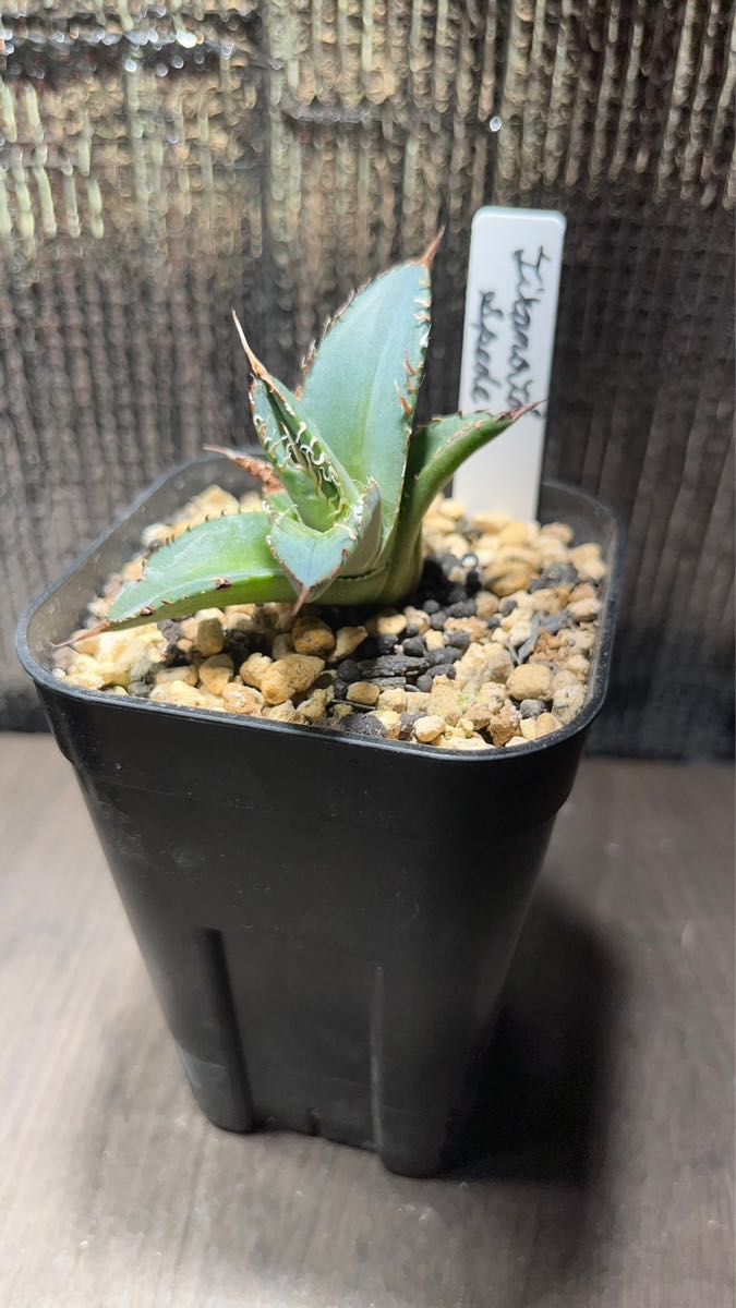 Lize血統 アガベチタノタ スペード 黒桃 子株 黒火焔x血雨雷神子株 Lize血統