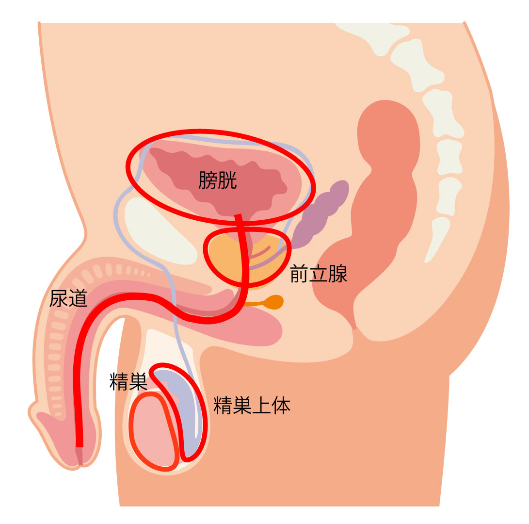 キスで花粉症が治る!? 花粉症都市伝説 [花粉症]