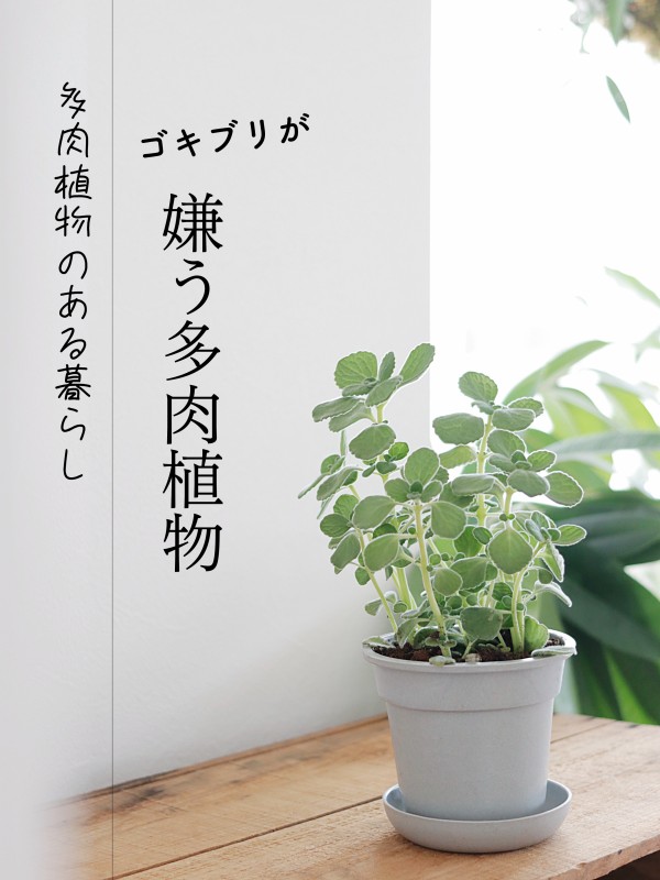 【多肉植物】 斑入り アロマティカス（ライムシャワー）