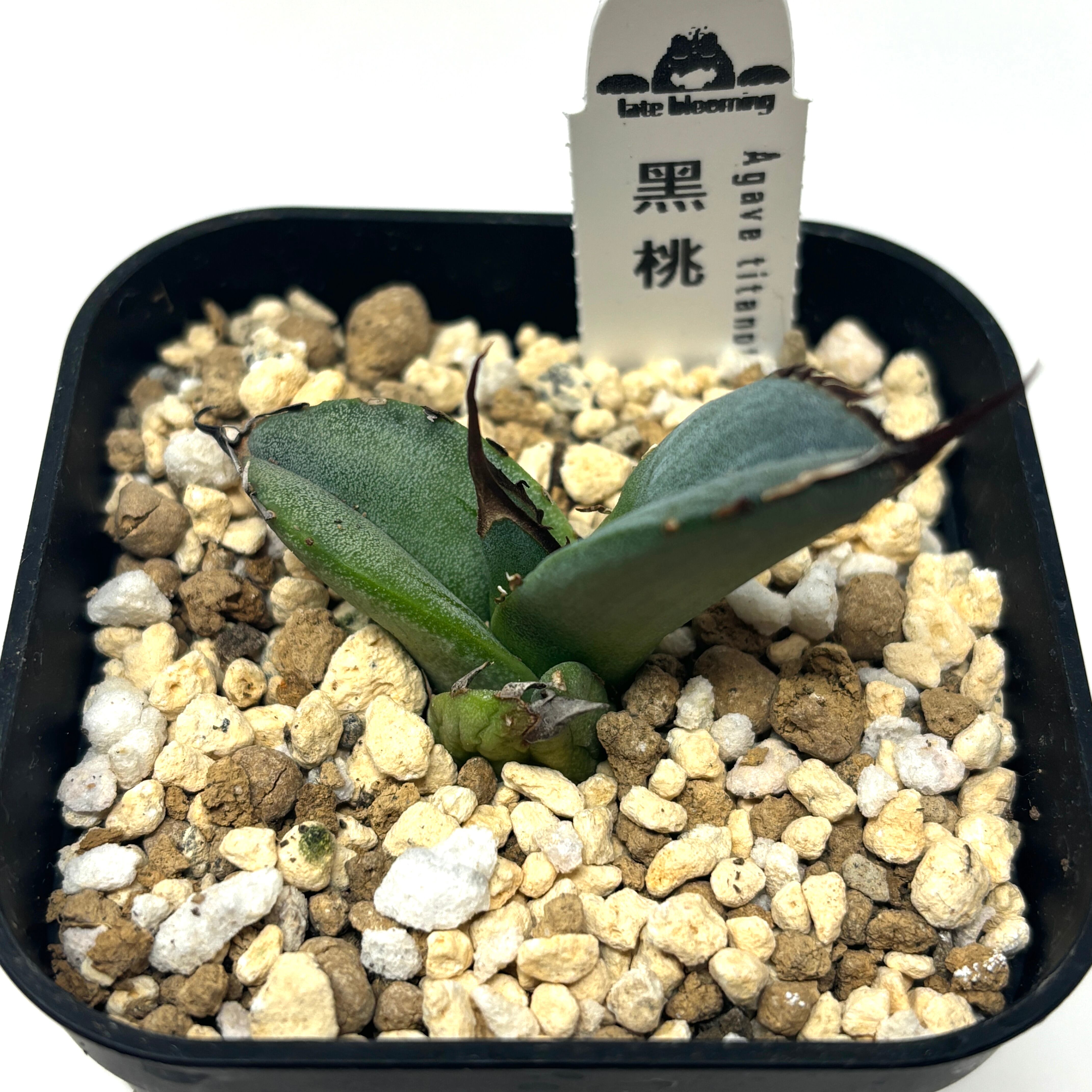 アガベ チタノタ 黒桃 スペード 子株2個 - メルカリ