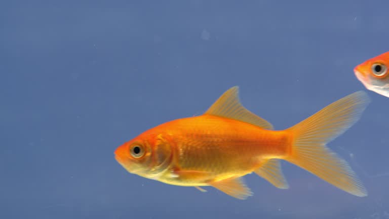 池, 魚, 金魚, 水, 自然, 公園, 秋