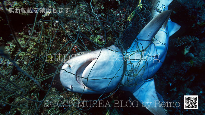 穴子筒 10本セット！数量9で90本 アナゴ筒 あなご筒 漁具 アナゴ