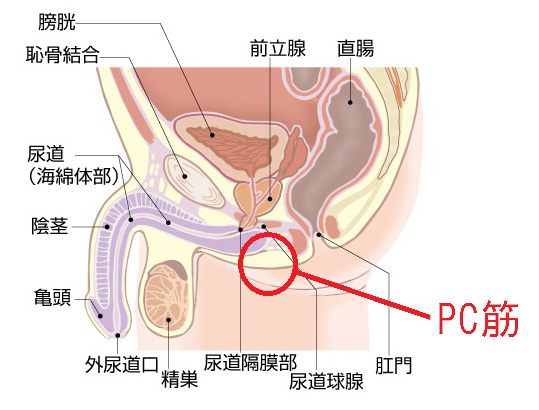 射精の勢いを取り戻す射精筋群トレーニング | 男性生殖器マニア