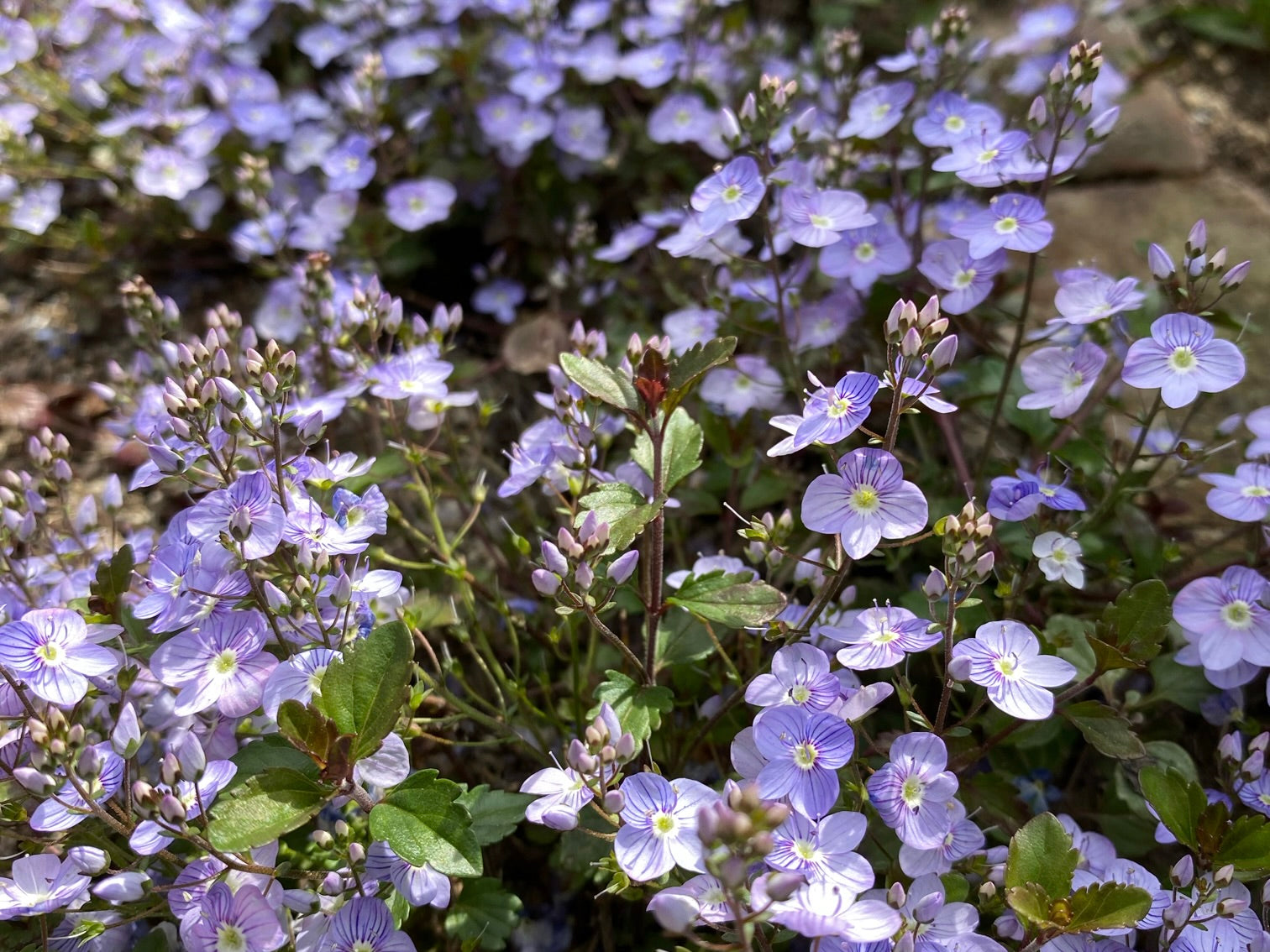 ベロニカの花言葉】特徴や由来は？プレゼントに選んでも大丈夫？